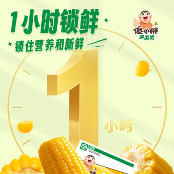 傻小胖紫玉米黄糯鲜玉米3斤（10根）8cm中间段黏玉米棒 早餐 杂粮 /粮油调味 /杂粮 /谷米类 商品图1