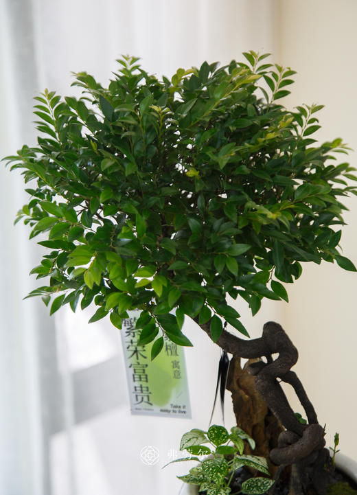 提根紫檀 商品图2