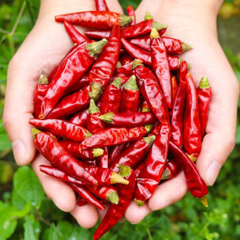 寻鲜匠小米辣干辣椒100g/罐 红辣椒 小米椒火锅调料底料香辛料家庭装 /粮油调味 /调味品 /基础香辛料 商品图4