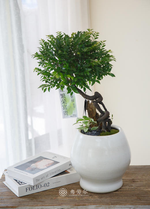 提根紫檀 商品图0