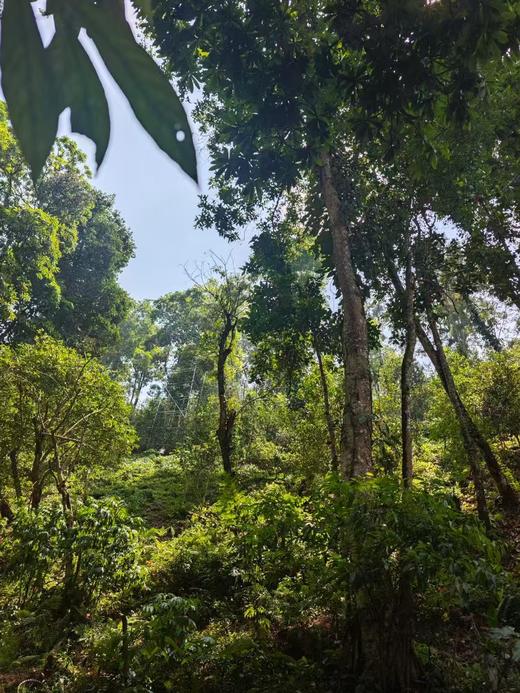 彩农茶｜2025春·天门山·黄金叶│不一样的易武 商品图1