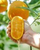 伦晚鲜橙（6斤装） 商品缩略图1