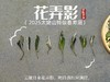 【2025春茶来了】2025一级春寿眉《花弄影》，鲜香到极致、花香到极致，香清气长（80克罐装） 商品缩略图3
