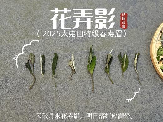 【2025春茶来了】2025一级春寿眉《花弄影》，鲜香到极致、花香到极致，香清气长（80克罐装） 商品图3