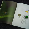 追随昆虫1+2(自然感悟) 商品缩略图10