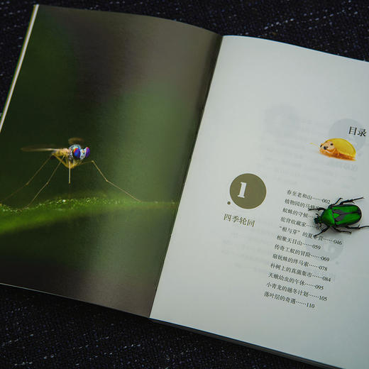 追随昆虫1+2(自然感悟) 商品图10
