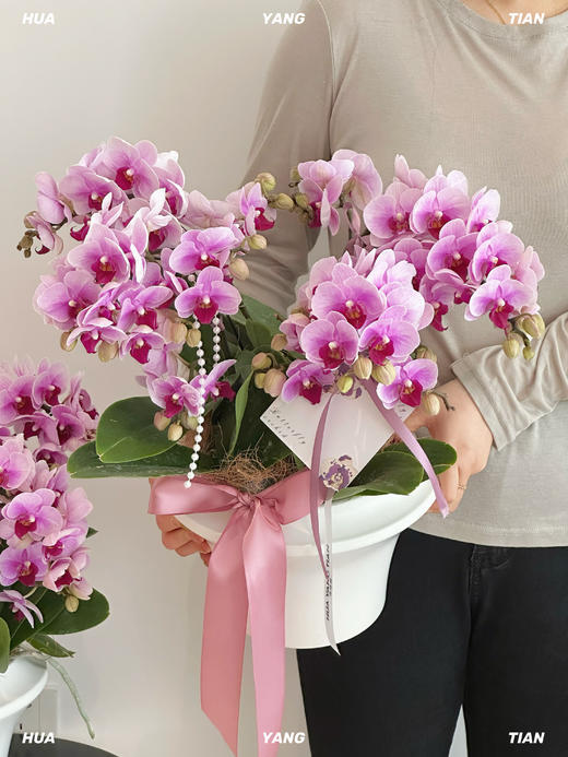 空谷幽兰  蝴蝶兰盆栽 商品图0