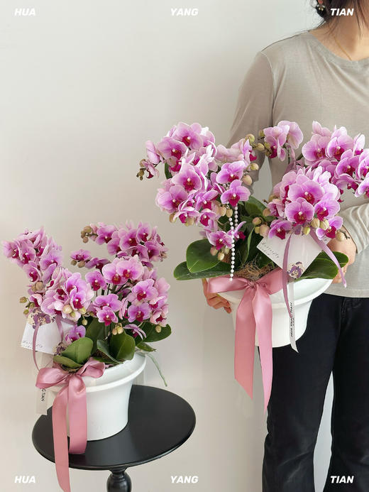 空谷幽兰  蝴蝶兰盆栽 商品图2