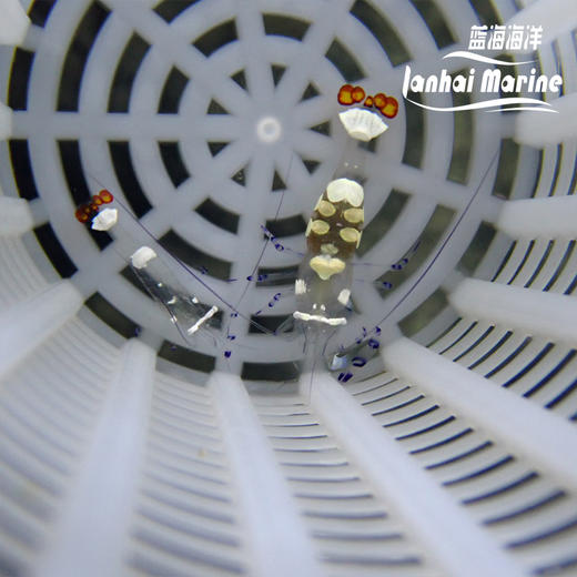 海葵虾 商品图3