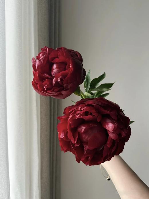 【预售！4.20起陆续发出】亨利博克斯特芍药【人间四月天，芍药铺庭前】 新品进口品种红色重瓣芍药  2束包邮 顺丰空运直发 商品图1