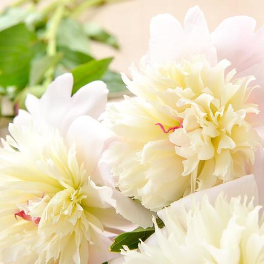 重瓣芍药10支(不含花瓶) 商品图2