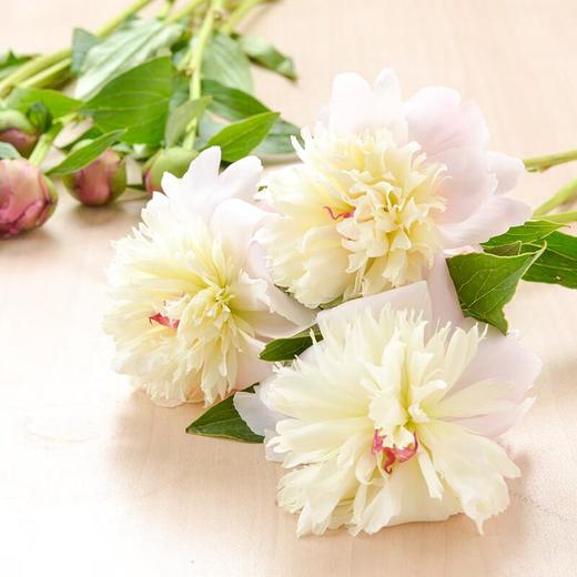 重瓣芍药10支(不含花瓶) 商品图1