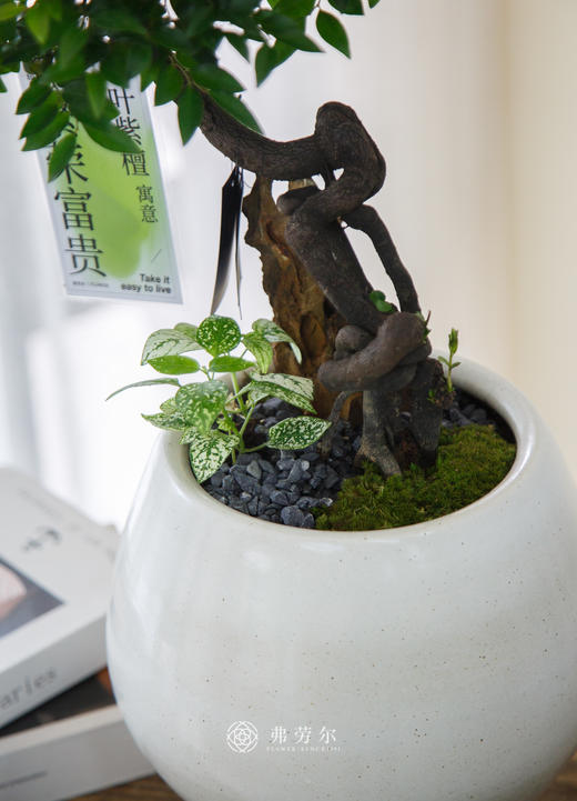 提根紫檀 商品图1