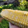 云南水果玉米 | 新鲜现摘 商品缩略图9