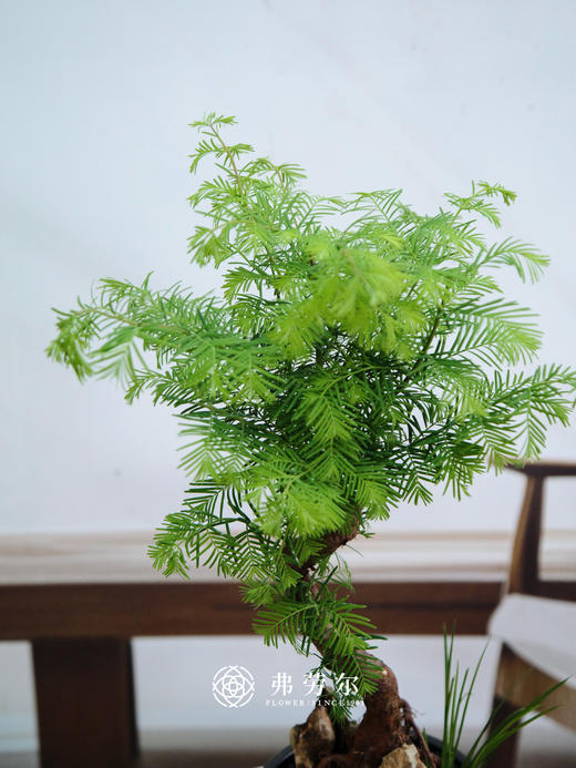 水杉① 商品图1