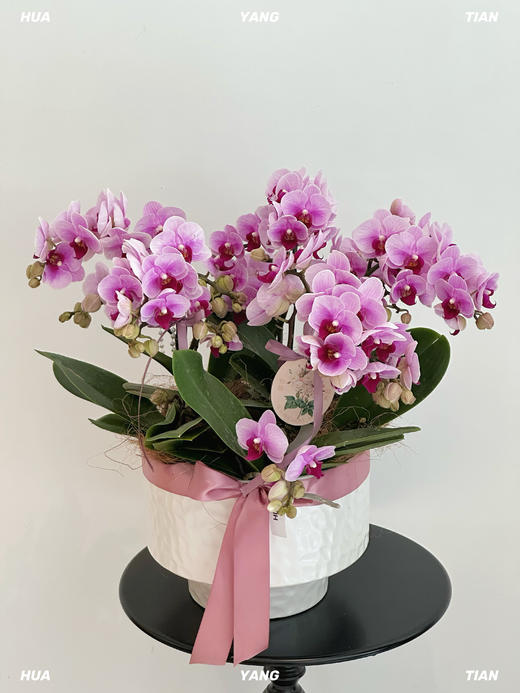 幸福满盆  蝴蝶兰盆 · 盆栽 商品图2