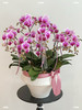 人间仙子 蝴蝶兰盆栽 商品缩略图2