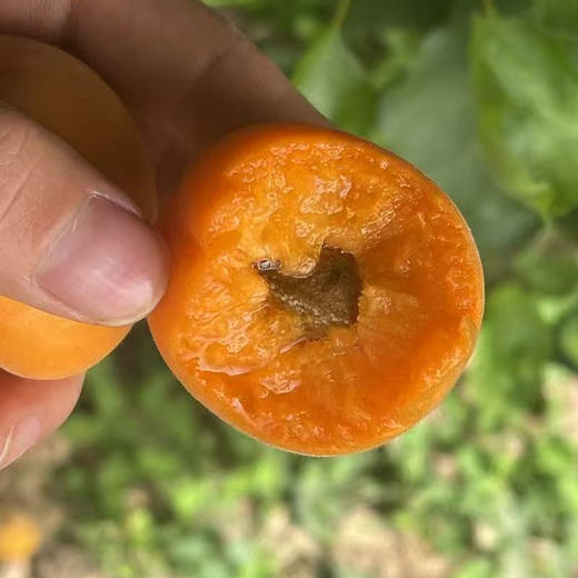 【2026】陕西大黄杏新鲜杏子水果酸甜 商品图8