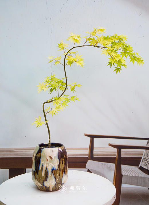 流泉枫② 商品图0