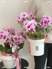 灵动翩翩 蝴蝶兰盆栽 商品缩略图1