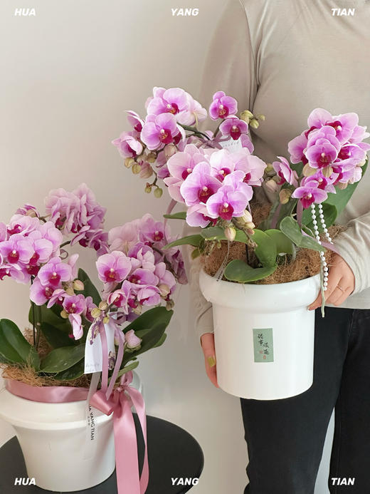 灵动翩翩 蝴蝶兰盆栽 商品图1