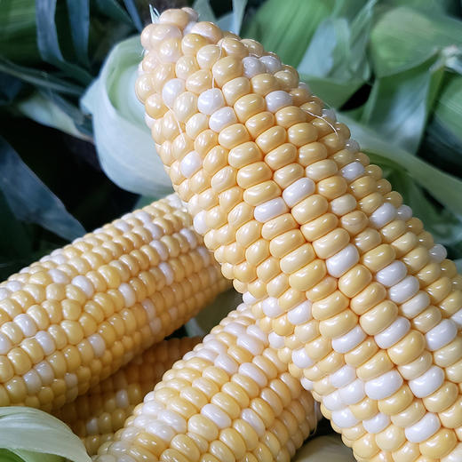 云南水果玉米 | 新鲜现摘 商品图7