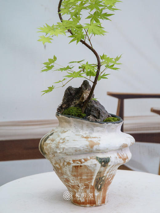 流泉枫③ 商品图1