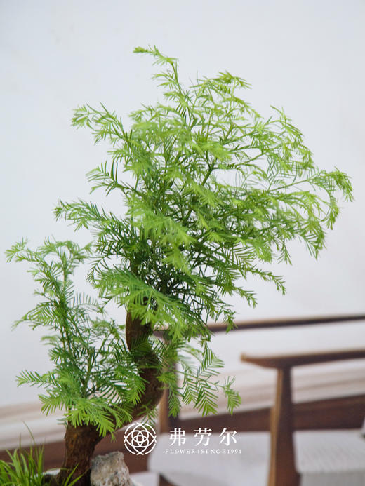 水杉② 商品图1