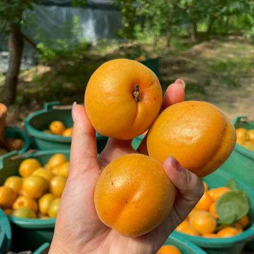 【2026】陕西大黄杏新鲜杏子水果酸甜 商品图2