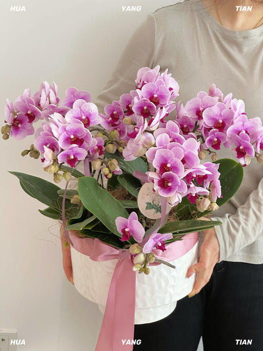 幸福满盆  蝴蝶兰盆 · 盆栽 商品图0