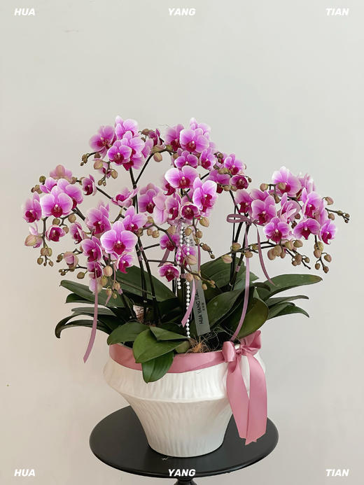 人间仙子 蝴蝶兰盆栽 商品图3