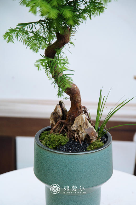 水杉① 商品图2