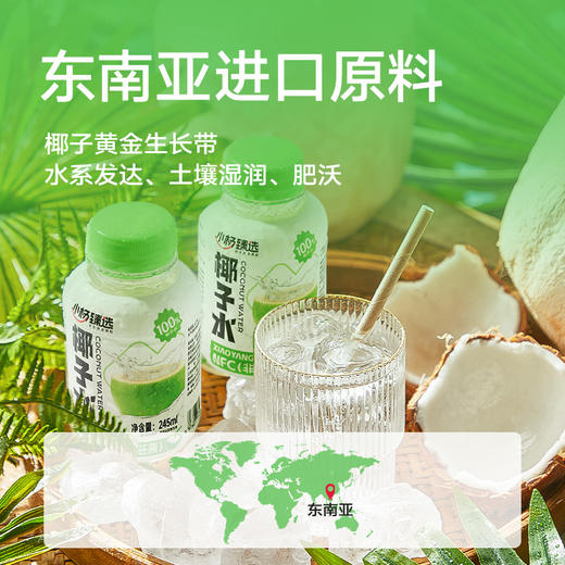 小杨臻选 100%椰子水 0脂天然电解质饮品 245ml*10瓶 NFC纯椰水 商品图4