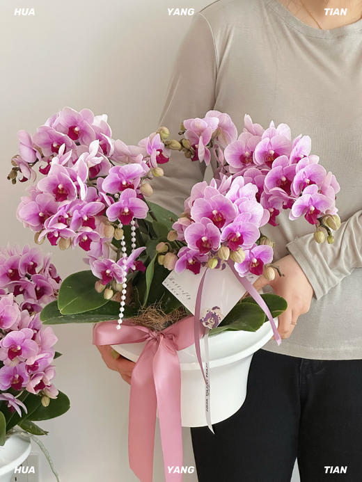 空谷幽兰  蝴蝶兰盆栽 商品图1