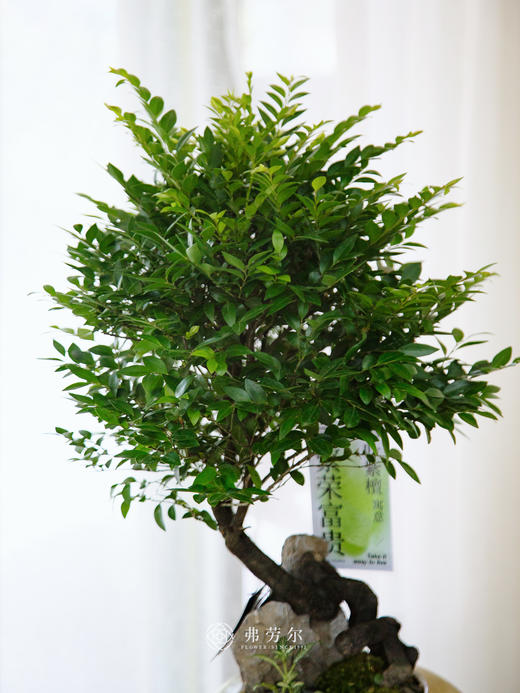 提根紫檀 商品图1