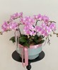 感恩有您 蝴蝶兰盆栽 商品缩略图2