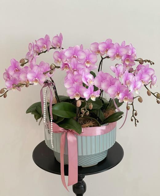 感恩有您 蝴蝶兰盆栽 商品图2
