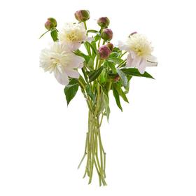 重瓣芍药10支(不含花瓶)