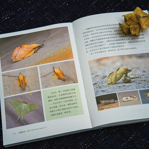 追随昆虫1+2(自然感悟) 商品图13