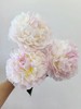 精品羞涩女王芍药花5支 商品缩略图12