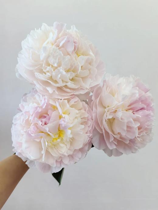 精品羞涩女王芍药花5支 商品图12