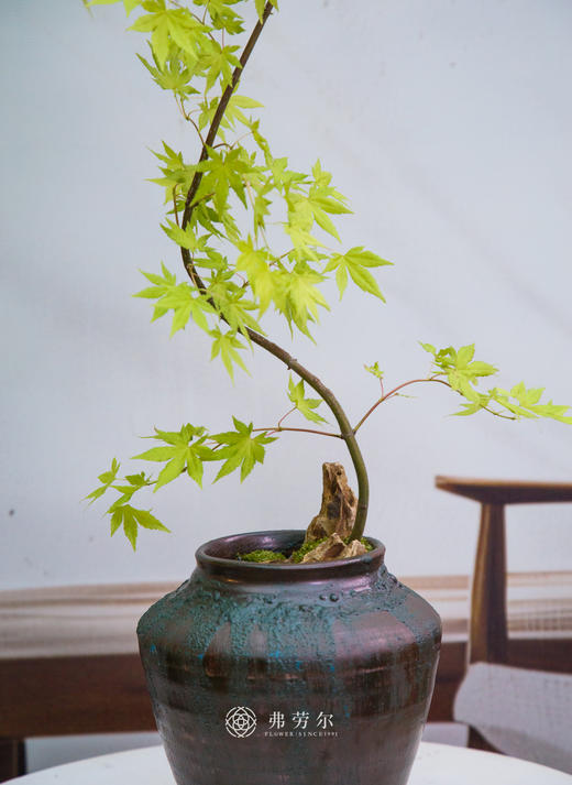 流泉枫① 商品图2