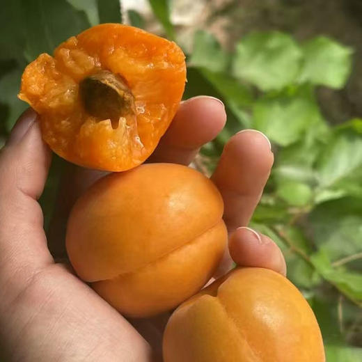 【2026】陕西大黄杏新鲜杏子水果酸甜 商品图0