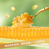 燕之坊有机黄糯玉米礼盒 1.9kg 商品缩略图2