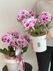 灵动翩翩 蝴蝶兰盆栽 商品缩略图0