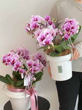 灵动翩翩 蝴蝶兰盆栽