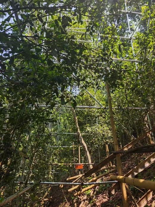 彩农茶｜2025春·天门山·黄金叶│不一样的易武 商品图3