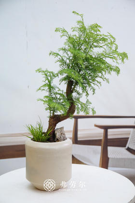 水杉②