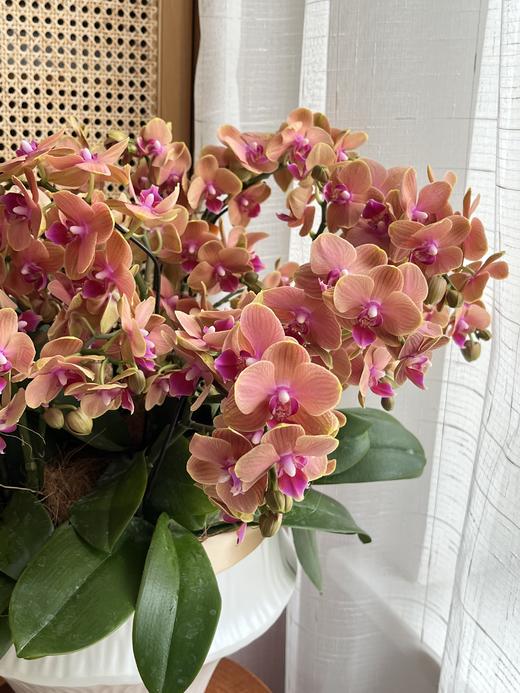 自在随心  蝴蝶兰盆栽 商品图1