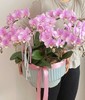 感恩有您 蝴蝶兰盆栽 商品缩略图0